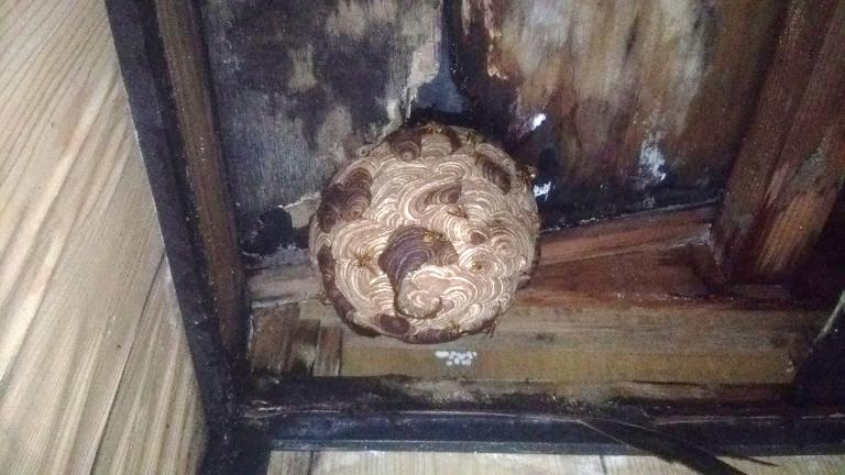 滋賀県甲賀市信楽町で小屋の天井裏に営巣したキイロスズメバチの蜂の巣駆除