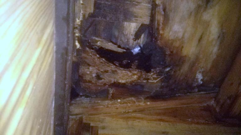 滋賀県甲賀市信楽町で小屋の天井裏に営巣したキイロスズメバチの蜂の巣駆除
