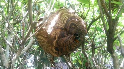 滋賀県　野洲市　蜂の巣　スズメバチ　駆除