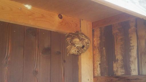 滋賀県野洲市で物置に営巣したコガタスズメバチの蜂の巣駆除