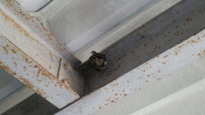 滋賀県野洲市でガレージ天井に営巣したアシナガバチの蜂の巣駆除