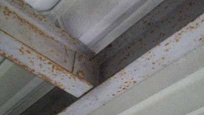 滋賀県野洲市でガレージ天井に営巣したアシナガバチの蜂の巣駆除