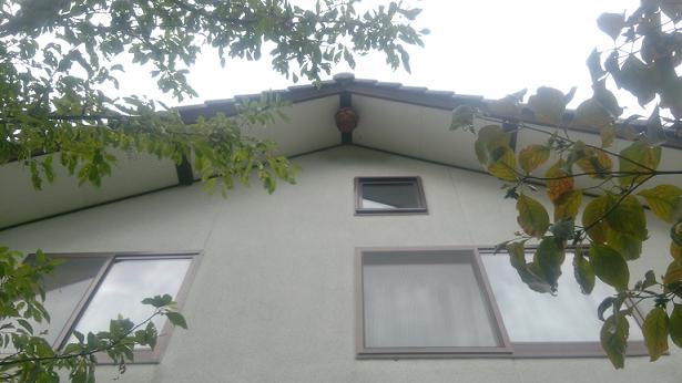 滋賀県高島市で切妻屋根の棟木下に営巣したキイロスズメバチの蜂の巣駆除